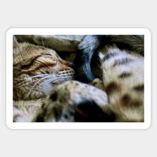 Katze /  Swiss Artwork Photography Sticker